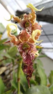 Dendrobium spectabile