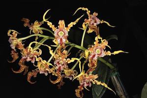 Dendrobium spectabile