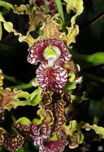 Dendrobium spectabile