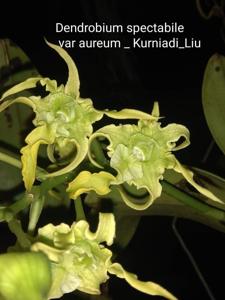 Dendrobium spectabile