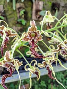 Dendrobium spectabile