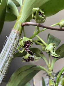 Dendrobium spectabile