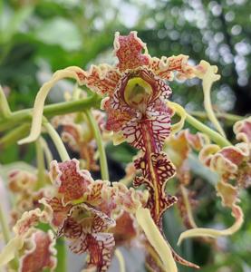 Dendrobium spectabile