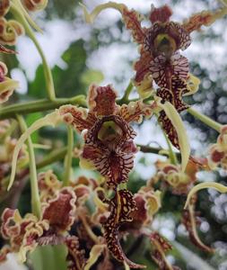 Dendrobium spectabile