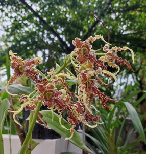 Dendrobium spectabile