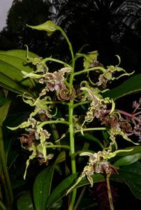 Dendrobium spectabile