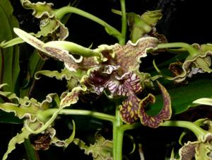 Dendrobium spectabile