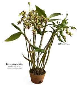 Dendrobium spectabile