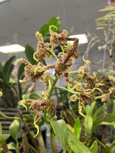 Dendrobium spectabile