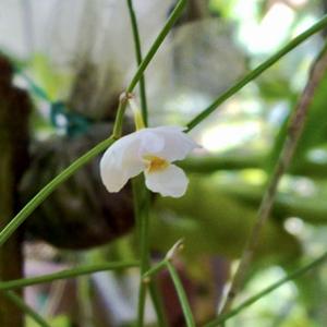 Dendrobium stelidiiferum