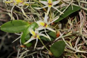 Dendrobium stelliferum