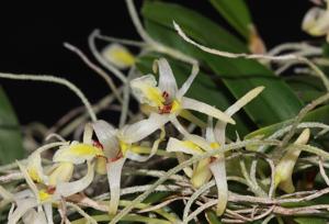 Dendrobium stelliferum