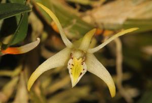Dendrobium stelliferum