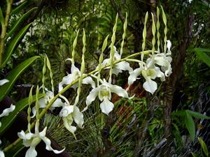 Dendrobium stratiotes