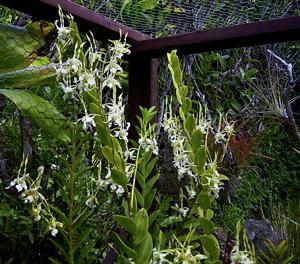 Dendrobium stratiotes