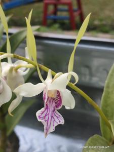 Dendrobium stratiotes