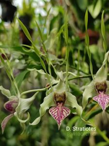 Dendrobium stratiotes