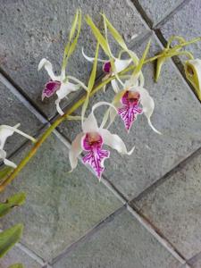 Dendrobium stratiotes