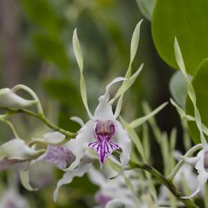 Dendrobium stratiotes