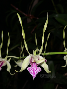 Dendrobium stratiotes