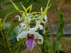 Dendrobium stratiotes