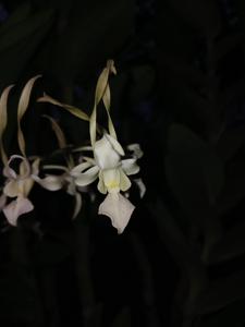 Dendrobium stratiotes