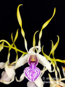 Dendrobium stratiotes