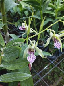 Dendrobium stratiotes