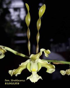 Dendrobium strebloceras