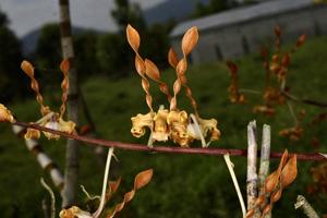 Dendrobium strebloceras