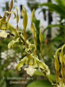 Dendrobium strebloceras