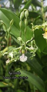 Dendrobium strebloceras