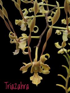 Dendrobium strebloceras