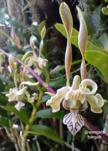 Dendrobium strebloceras