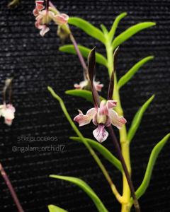 Dendrobium strebloceras