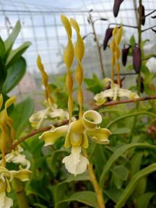 Dendrobium strebloceras