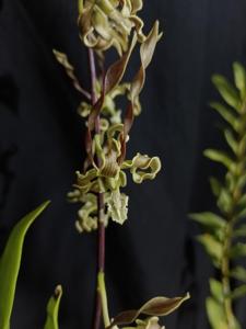 Dendrobium strebloceras