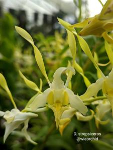 Dendrobium strepsiceros