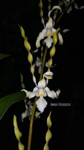 Dendrobium strepsiceros