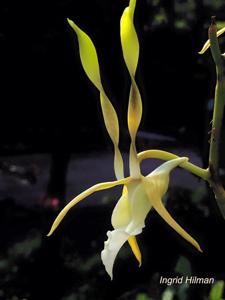 Dendrobium strepsiceros