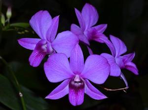 Dendrobium bigibbum var. schroederianum