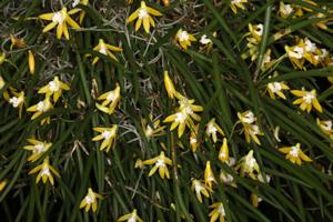 Dendrobium striolatum