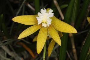 Dendrobium striolatum