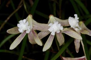 Dendrobium striolatum