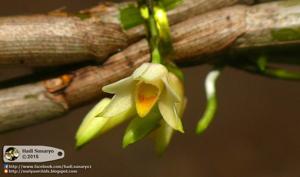 Dendrobium stuposum
