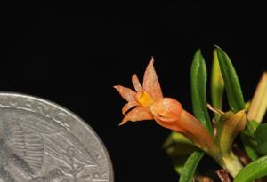 Dendrobium subacaule