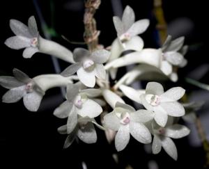 Dendrobium subclausum