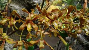 Dendrobium sylvanum