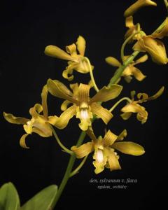 Dendrobium sylvanum