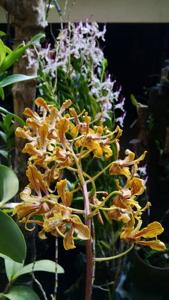 Dendrobium sylvanum
